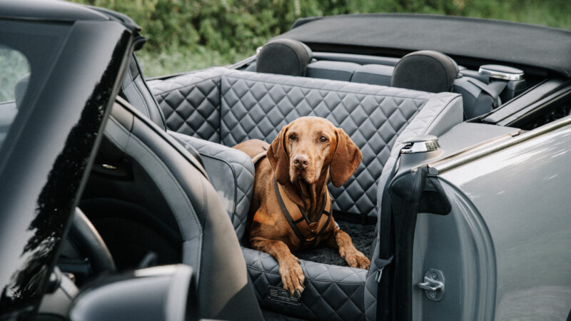 DOGSTYLER® KÖLN-JUNKERSDORF: EIN NEUES HIGHLIGHT FÜR HUNDELIEBHABER