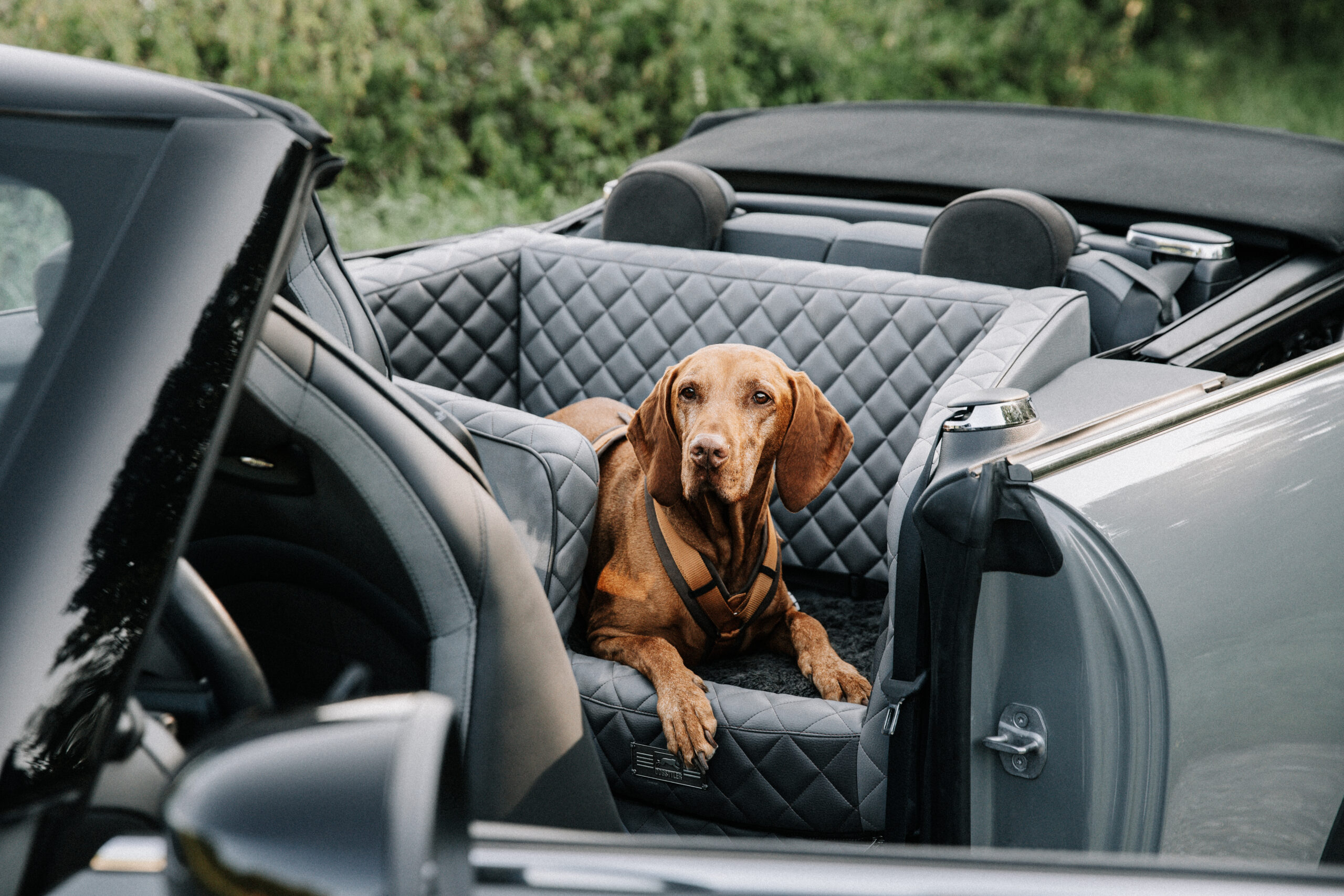 DOGSTYLER® KÖLN-JUNKERSDORF: EIN NEUES HIGHLIGHT FÜR HUNDELIEBHABER